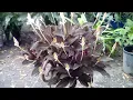 Download Lagu LUDISIA DISCOLOR JEWEL ORCHID