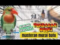 Lagu Masteran murai batu 100% tembakan ngeri kombinasi - burung jenglove terbaru 2026 - bangkonin 