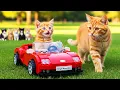 Download Lagu Mama Cat Trims Fur on the Farm and Makes Tiger Hat For Kittens At Home🐾🎩🐯
