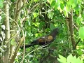 Download Lagu Burung bubut gacor di alam