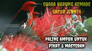 suara burung kemade gacor jernih paling ampuh untuk pikat dan masteran