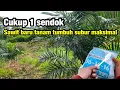 Download Lagu Pupuk andalan untuk sawit baru selesai tanam || langsung tumbuh hijau mempesona