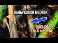 Lagu SUARA KODOK NGOREK