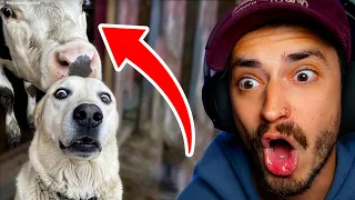 TRY NOT TO LAUGH 37