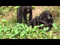 Feeding Time at Lola Ya Bonobo