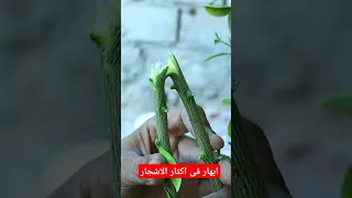طريقة لا تعرف المستحيل لاكثار اى شجرة مهما كانت 
