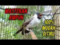 Download Lagu MASTERAN AMPUH Kutilang Gacor Full Isian Mewah 100% Mudah Ditiru Semua Burung Kutilang