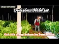 Download Lagu 🌱 Aktivitas Malam di Hutan – Menjaga Tanaman Tetap Hidup di Alam Liar