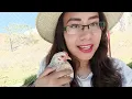 Otra GALLINA kikiriki comenzo a poner huevos quien sera Hasta yo la confundi mas huevito fertil