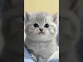 Download Lagu huwaaa... waaa..., kucing gemoy