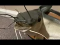 Gemmy - Cool Catfish Bad To The Bone phrases