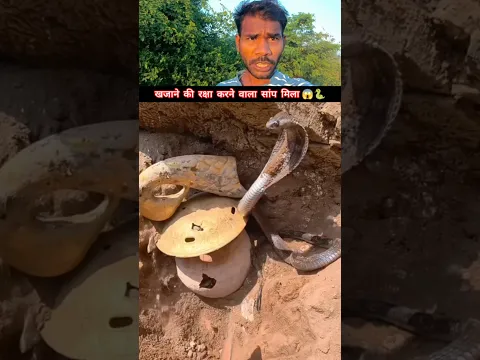 खजाने की रक्षा करने वाला सांप 😱🐍 #snakevideo @sanjaysnake #shorts