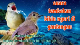 kapas tembak dan brinji tungir bikin suara ngeri di gantangan 