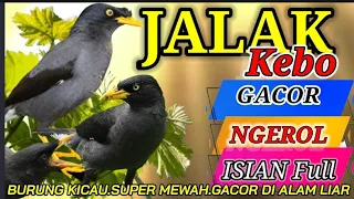 Download MASTERAN..!!JALAK KEBO FULL ISIAN.GACOR DI ALAM LIAR. MP3