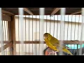 bird sound  chant singing canaries #birdsounds #canary #bird #vogel #kanarie #kanarienvogel #tier