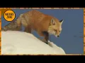 Coyote vs Wolf - How Yellowstone s Underdog Outsmarts Its Rivals