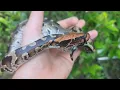 Pumpkin Head Sumatran Short Tail Python