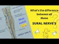 Difference between Sural Nerve Sural Communicating Nerve and Lateral Sural Nerve Anatomy