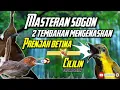 Download Lagu MASTERAN SOGON | 2 TEMBAKAN PRENJAK BETINA DAN CILILIN!! #sogon #sogongacor #sogokontong