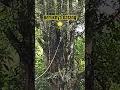 Download Lagu De magische krachten van de apentemmer doen de haren van het publiek overeind staan! #monkeytamer...