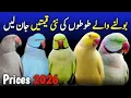 ringneck parrot price 2026 raw parrot price 2026 suncannor parrot price 2026 parrot baby price