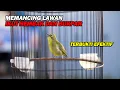 Download Lagu PANCINGAN PLECI NEMBAK BUKA PARUH , TERBUKTI EFEKTIF MENAIKAN EMOSI LAWAN DAN IKUT NEMBAK