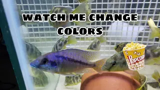 Download MYLOCHROMIS LATERISTRIGA HAI REEF TRANSFORMATION MP3