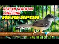 Download Lagu Suara pancingan ciblek semi agar cepat bunyi\