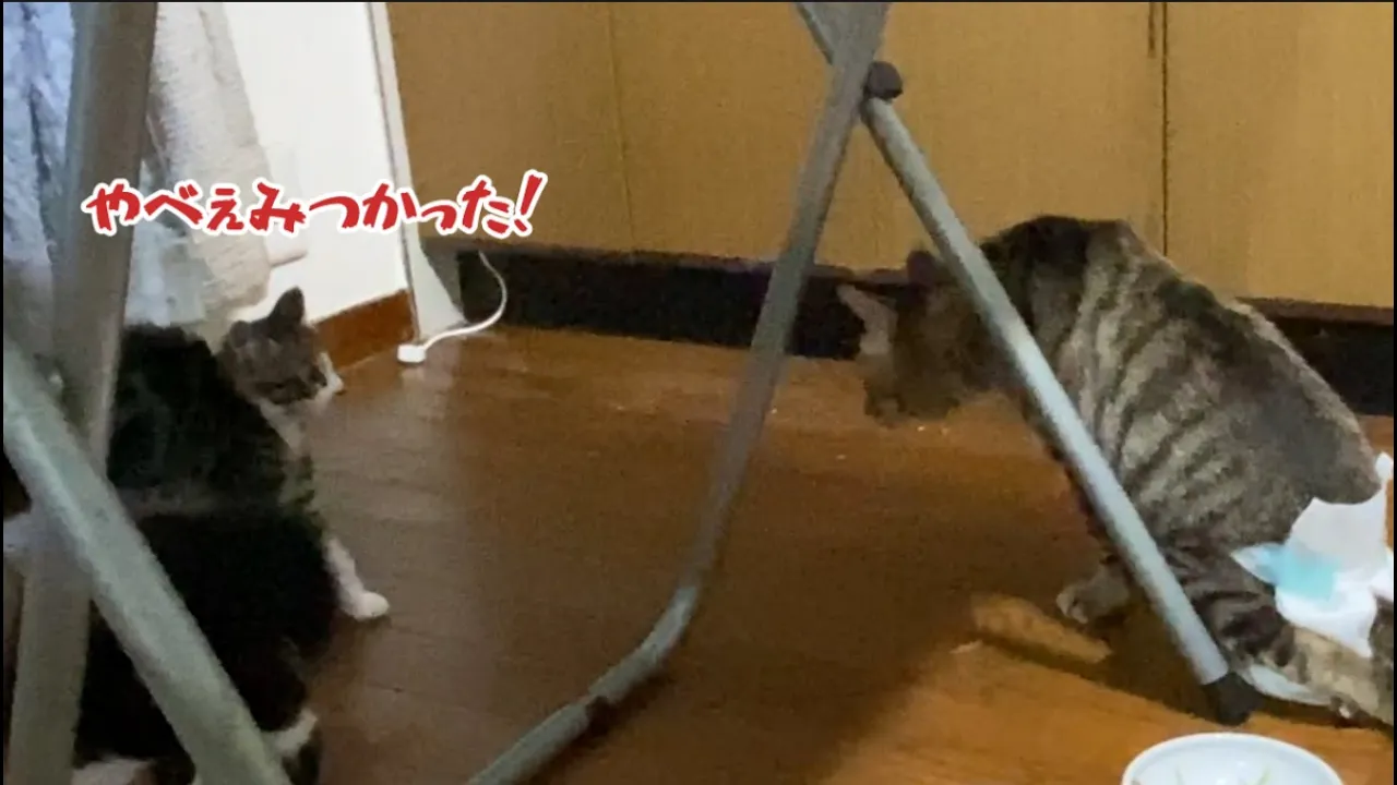 超~怖い仔猫監視委員のチコさん