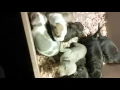 Tri color A p B T puppies on hoobly