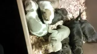 Tri color A p B T puppies on hoobly