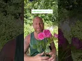 Download Lagu personal growing review of Rose ‘ Sandringham’ (Beamolly) from @PeterBealesRoses #gardenerben