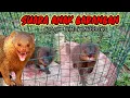 Download Lagu suara anak garangan, cocok buat nyanggong, rekaman video dan suara asli