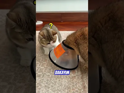Kedi Kardeşini Kandırdı 😂😱