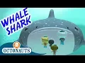 Download Lagu Octonauts - The Whale Shark | Series 1 | Full Episode | Cartoons for Kids