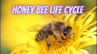 Honey bee life cycle Honey Bee Bee life cycle