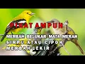 Download Lagu Suara pikat merbah belukar mata merah,merbah lekir dan sirpu atau cipoh.