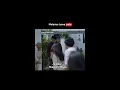 Download Lagu Pete jadi Bukti Cinta Deva Mahenra ke Velove Vexia 💖 | Cinta Laki-Laki Biasa