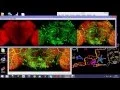 Confocal image processing using Image J