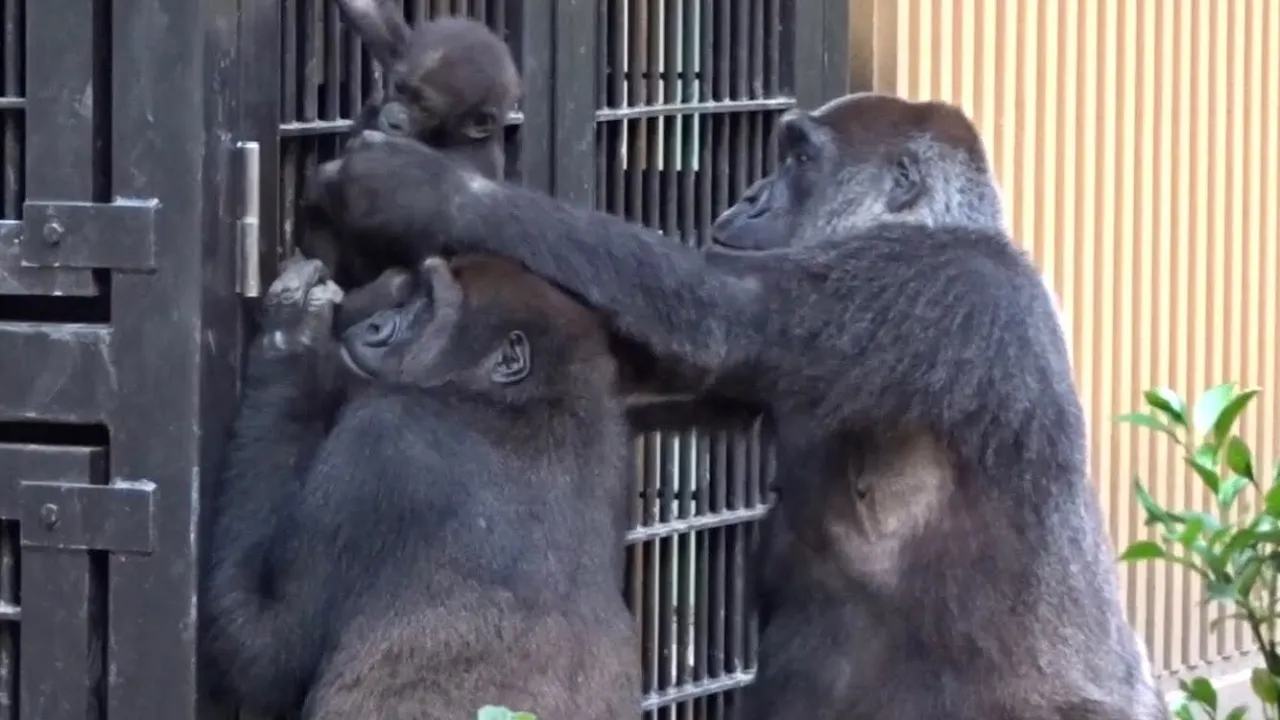 ('19/9/14)ゲンタロウとキンタロウ 10⭐️ゴリラ【京都市動物園】Gorilla  brothers gentaro & kintaro 10