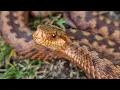 Viper Puffing Up And Hissing (Vipera berus)