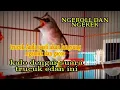 Download Lagu Burung trucuk anda pasti ngamuk dan gacor kalau dengar suara trucuk edan ini