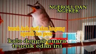 your trucuk bird will definitely go berserk and gacor when you hear the sound of this crazy trucuk