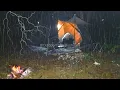 Download Lagu DIGUYUR HUJAN SEMALAMAN - TIDUR NYENYAK BERSAMA ISTRI | Berkemah di Tengah Hujan Deras