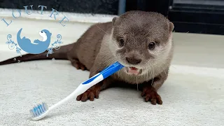 Download Otter Tororo Complains To Me Again. MP3