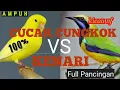 Download Lagu masteran ampuh kenari vs cungkok- suara jernih.#Cungkok #MasteranAmpuh #SuaraJernih