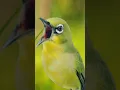Download Lagu Suara Pikat Burung Pleci PALING AMPUH#suarapikat #pikat #pleci #shorts