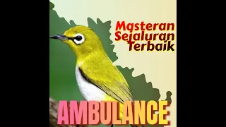 masteran terbaik sejaluran tembakan ambulance