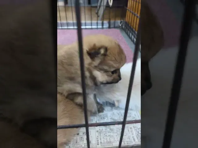 動画
