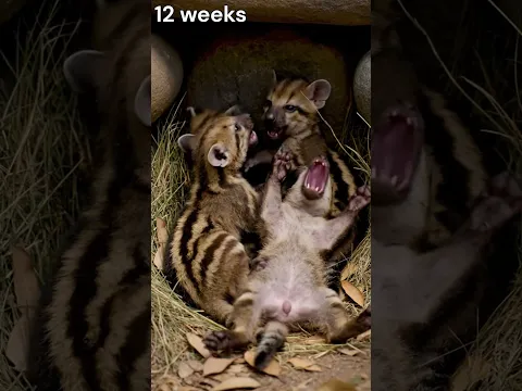 Tasmanian Tiger's Evolution: An AI Attempt #shorts #TasmanianTiger